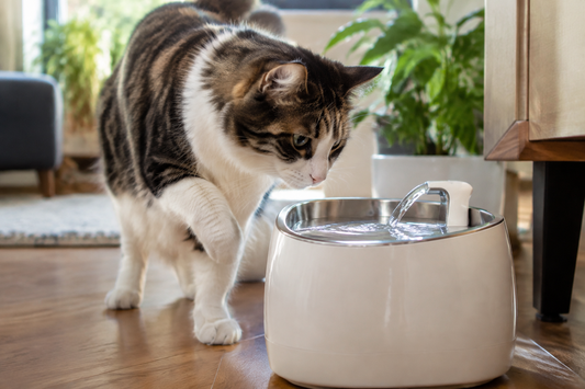 Comment choisir une fontaine à eau pour son chat : guide complet